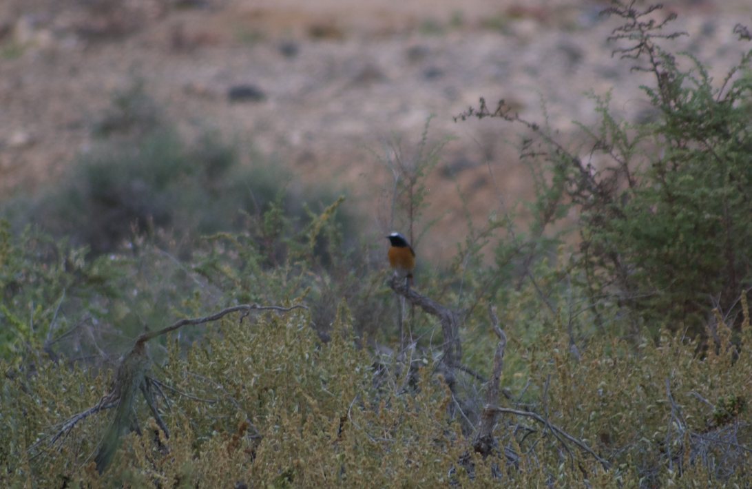 Common Redstart - ML623180054