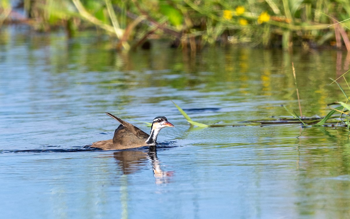 Sungrebe - ML623180080