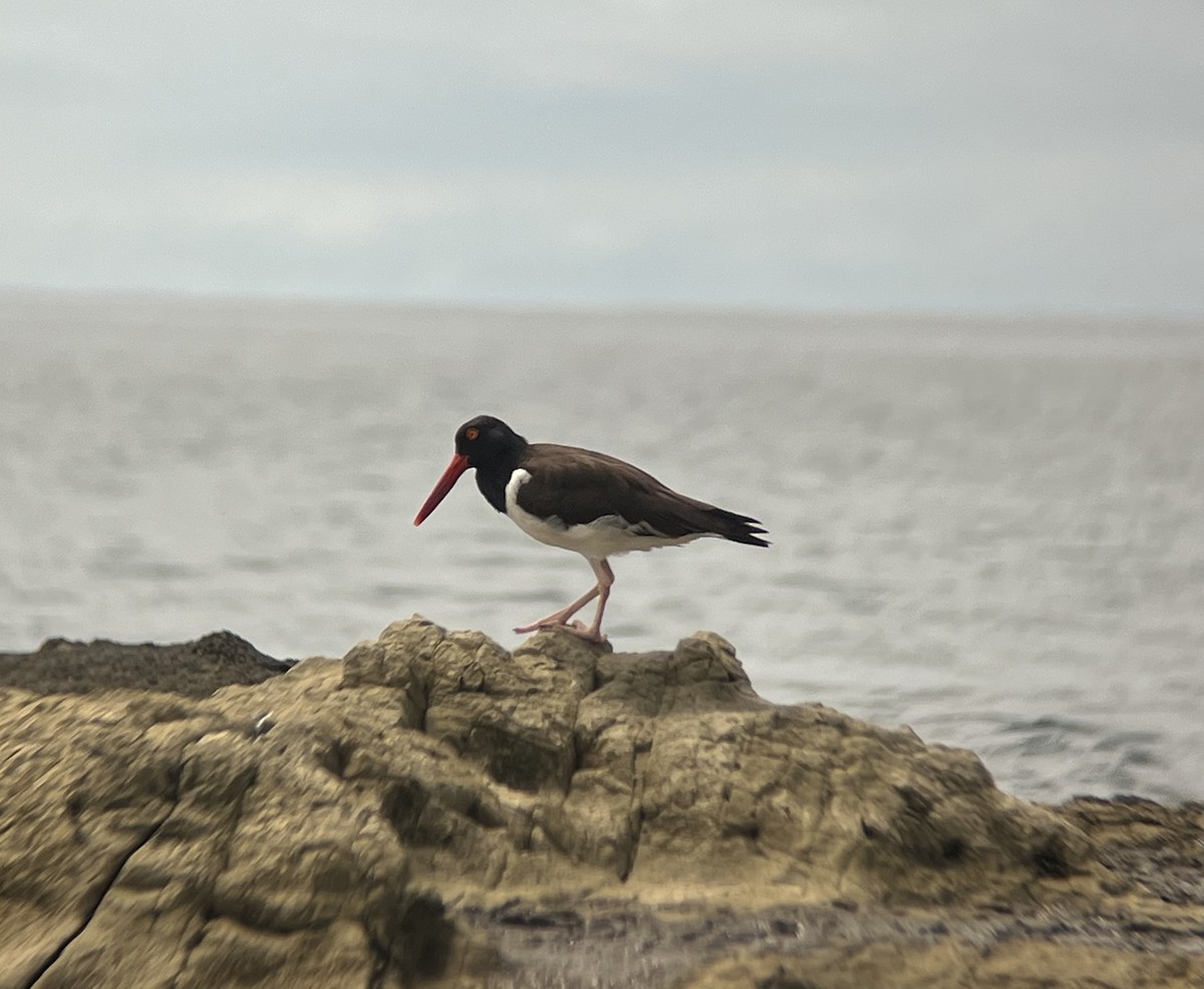 American Oystercatcher - Rogers "Caribbean Naturalist" Morales