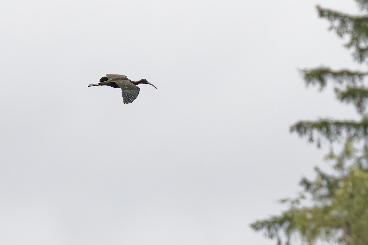 Гялаан билүүс - ML623180089