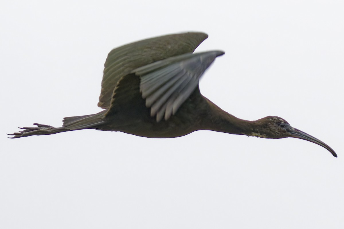 Гялаан билүүс - ML623180090