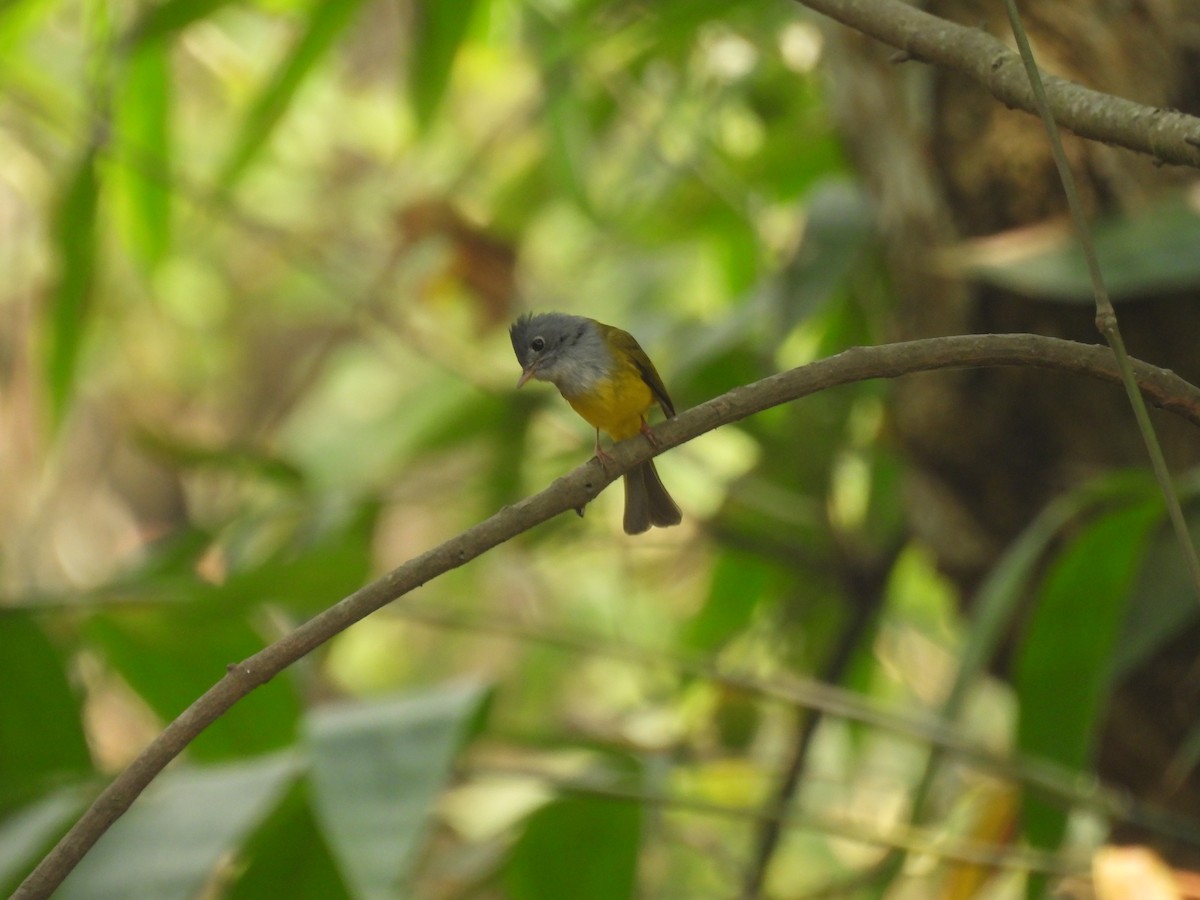 Gray-headed Canary-Flycatcher - ML623180209