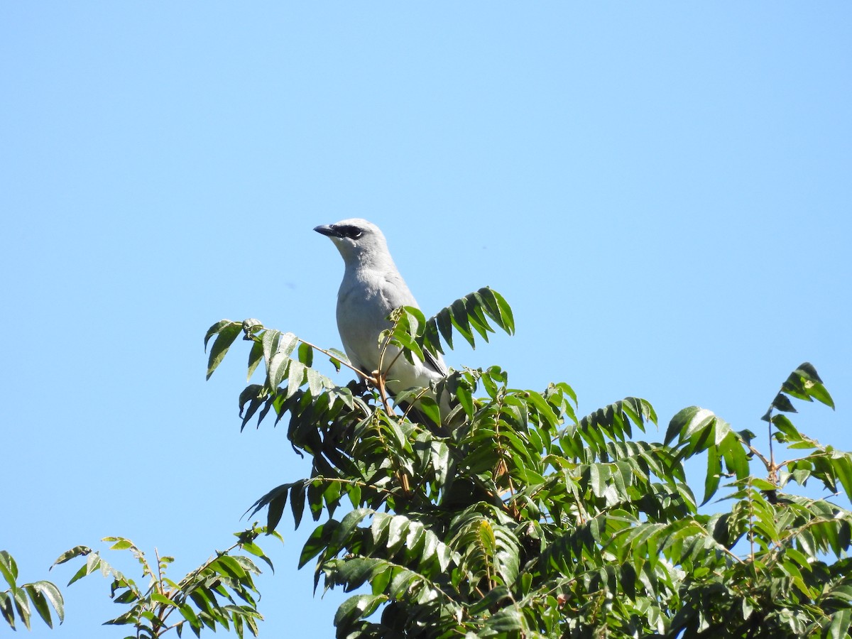 White-bellied Cuckooshrike - ML623180248