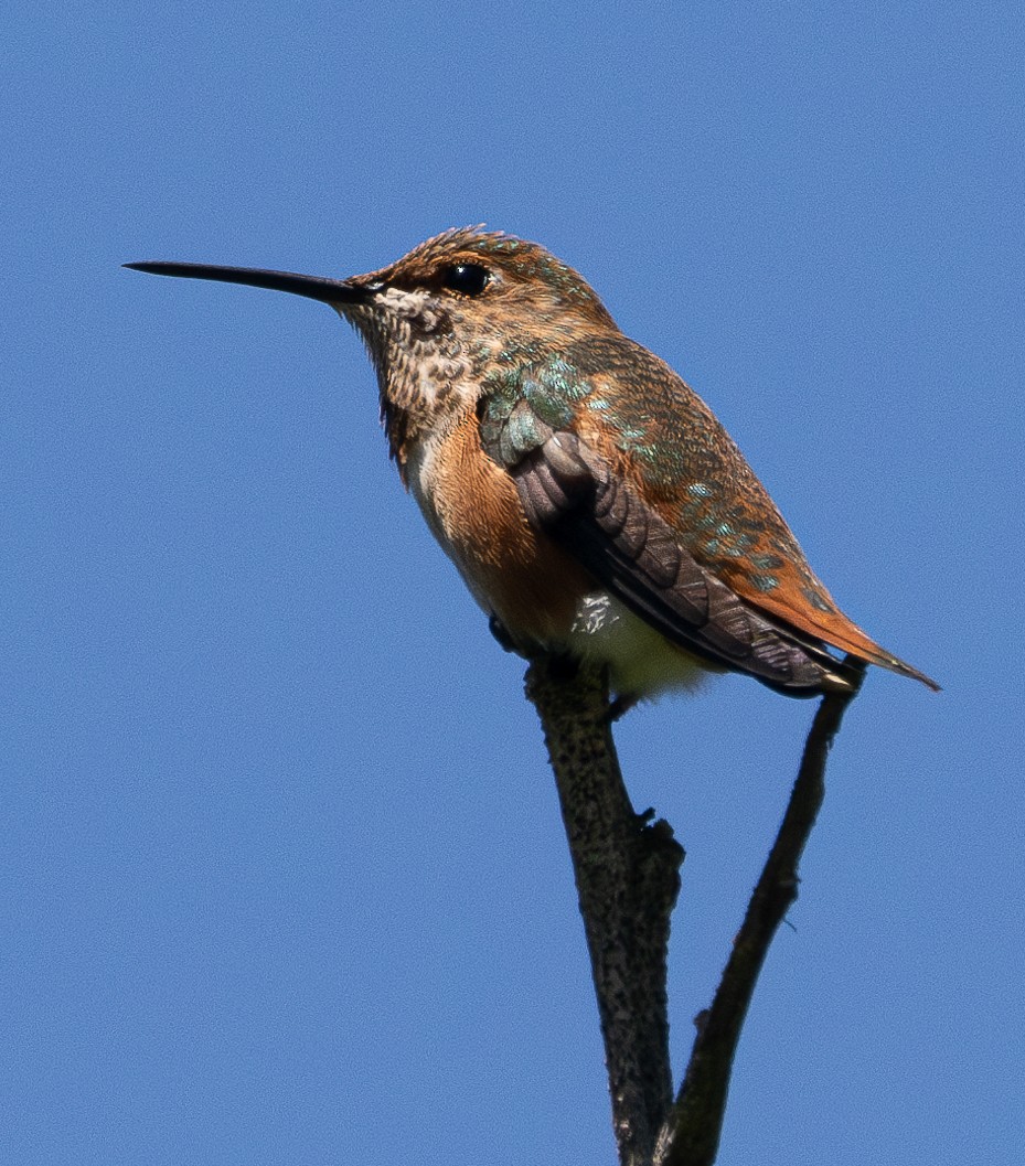 Allen's Hummingbird - ML623180265