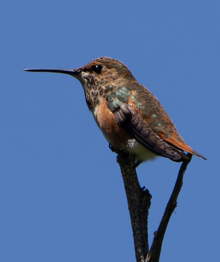 Allen's Hummingbird - ML623180266