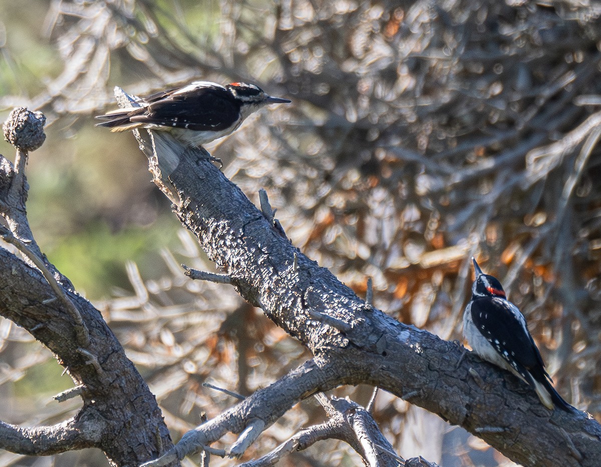 Hairy Woodpecker - ML623180280