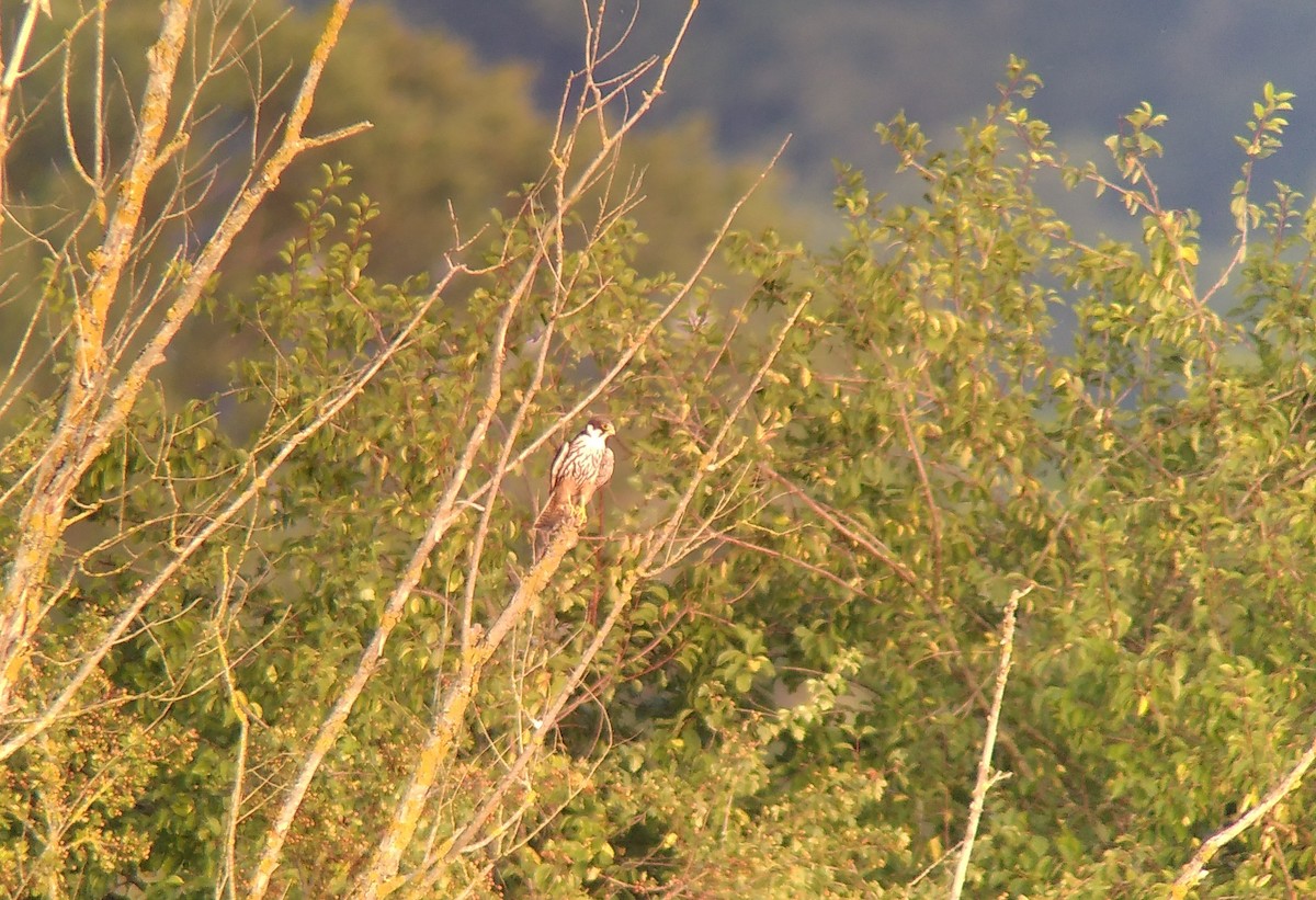 Eurasian Hobby - ML623180361