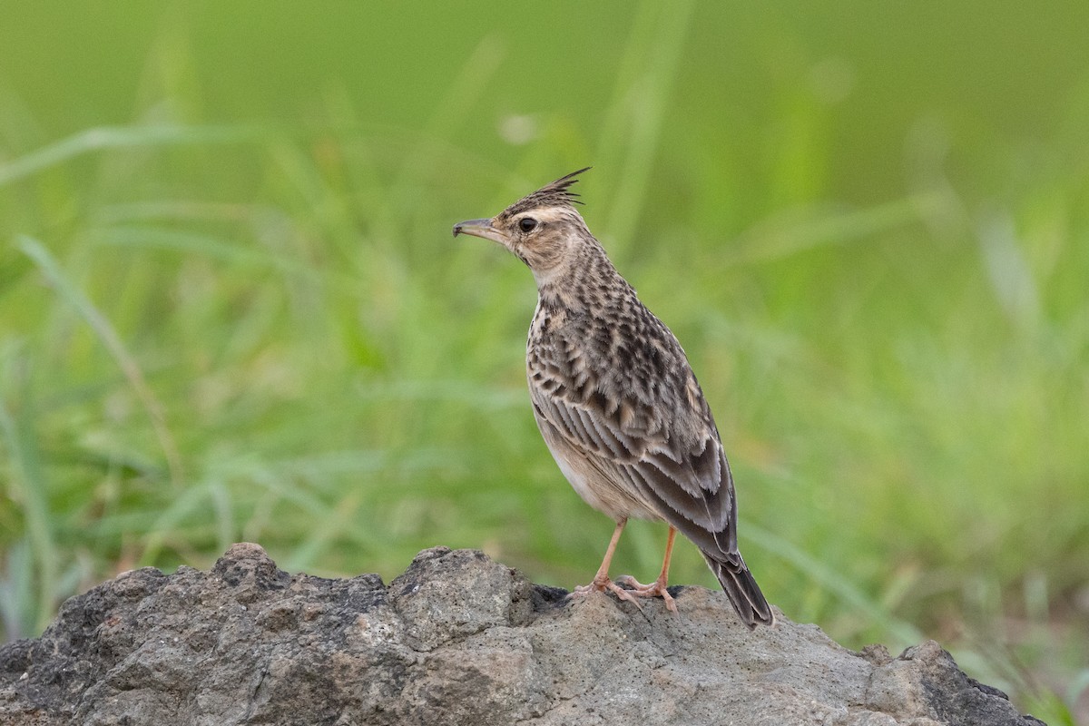 Malabar Lark - ML623180368