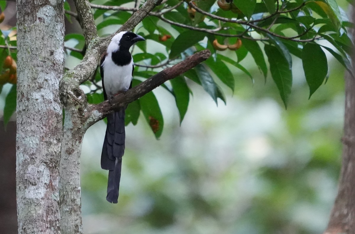 White-bellied Treepie - ML623180389