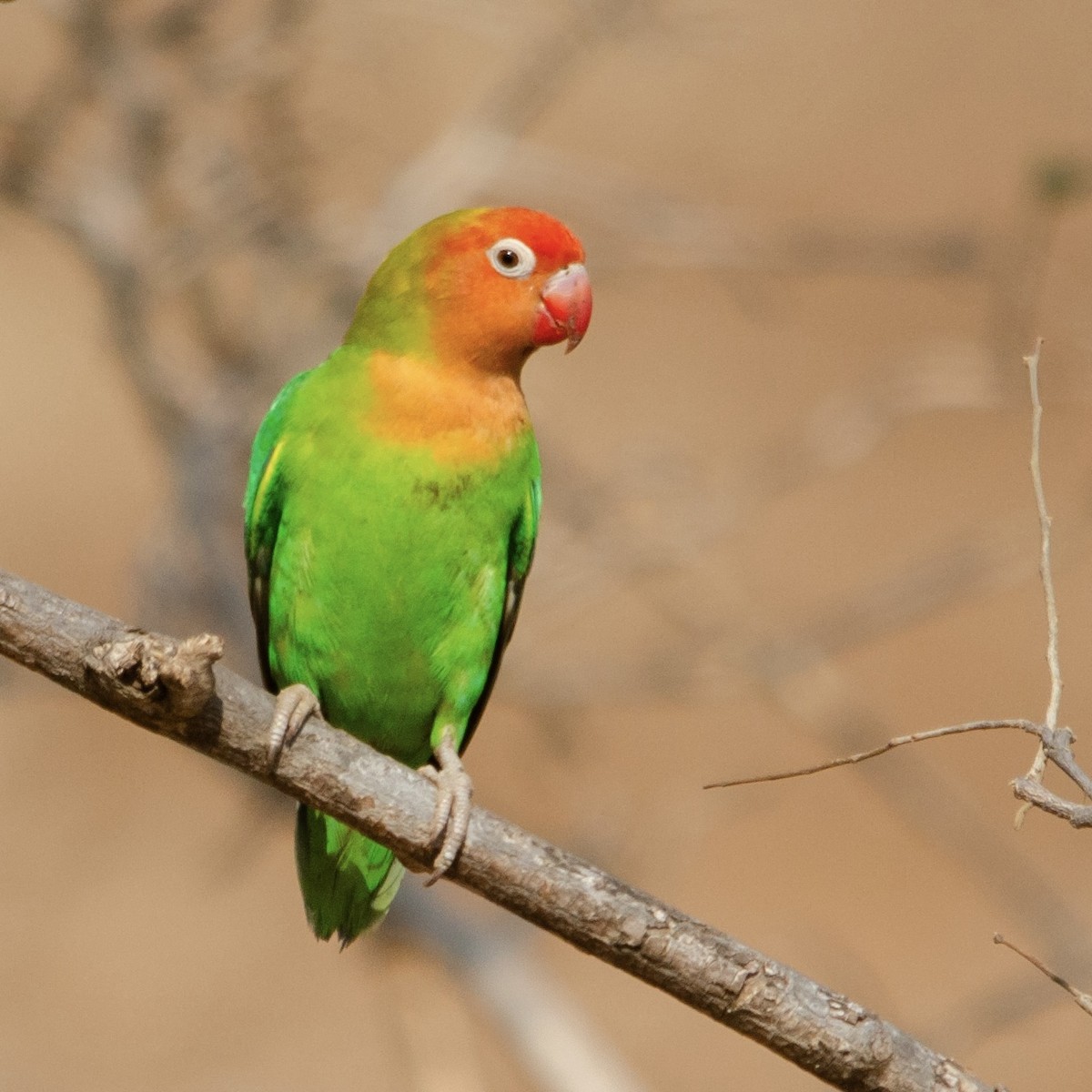 Lilian's Lovebird - ML623180422