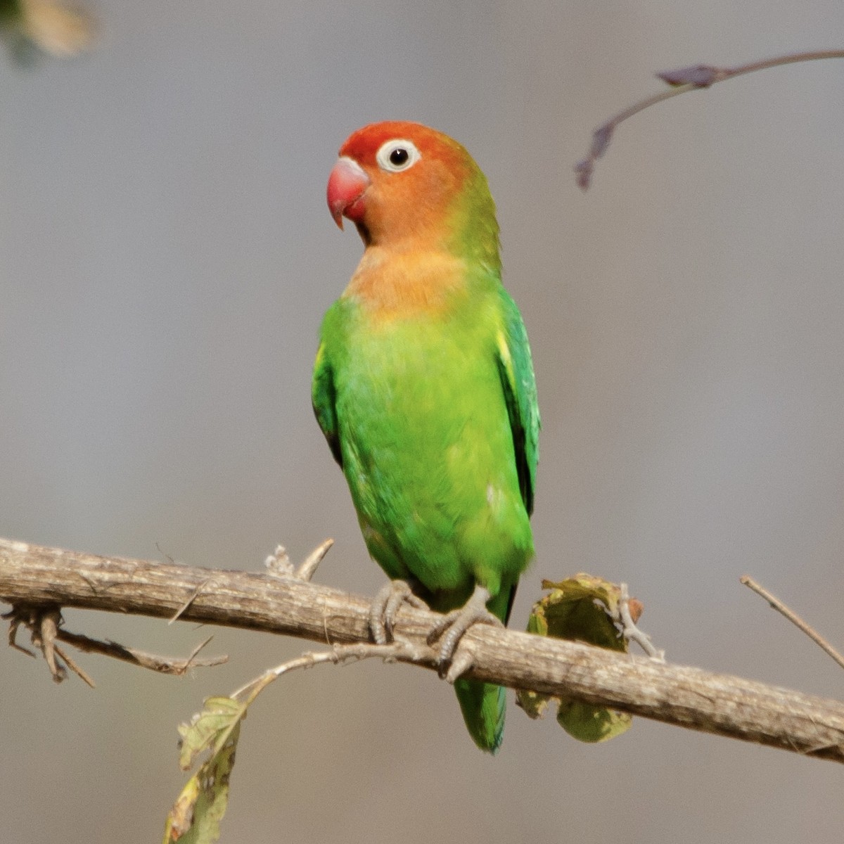 Lilian's Lovebird - Duwan Botha