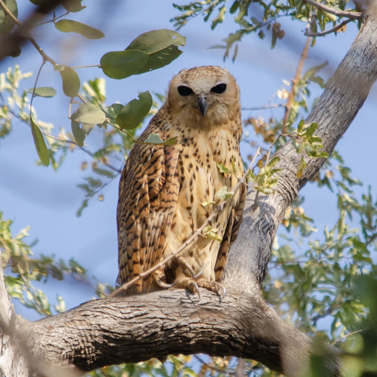 Pel's Fishing-Owl - ML623180431