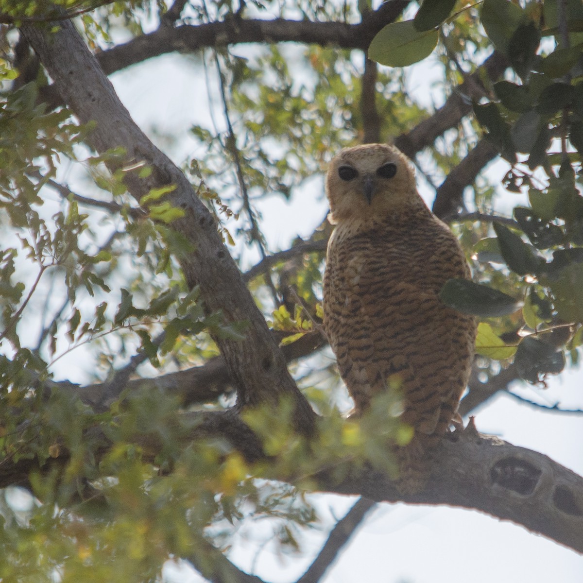 Pel's Fishing-Owl - ML623180432