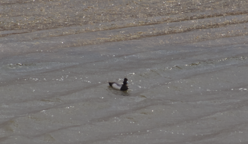 Lesser Scaup - ML623180433