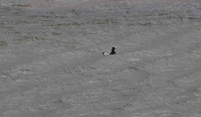 Lesser Scaup - ML623180434