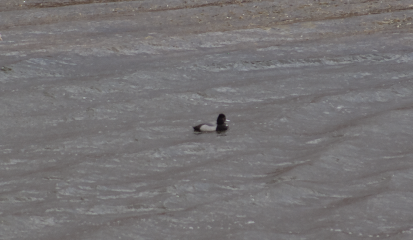 Lesser Scaup - ML623180435