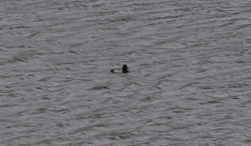 Lesser Scaup - ML623180436