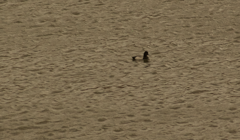 Lesser Scaup - ML623180437