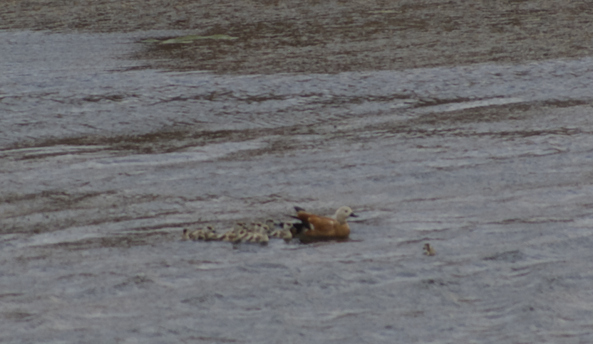 Ruddy Shelduck - ML623180441