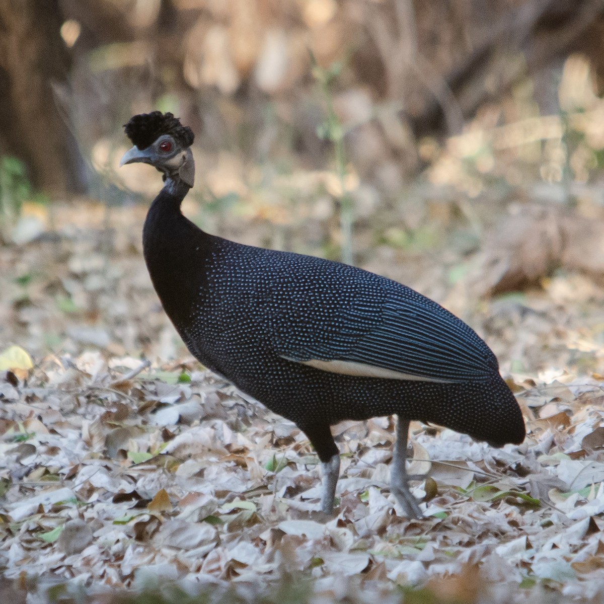 Southern Crested Guineafowl - ML623180452