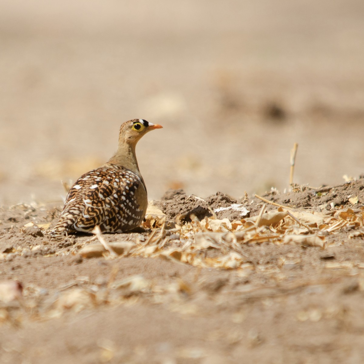 Double-banded Sandgrouse - ML623180464