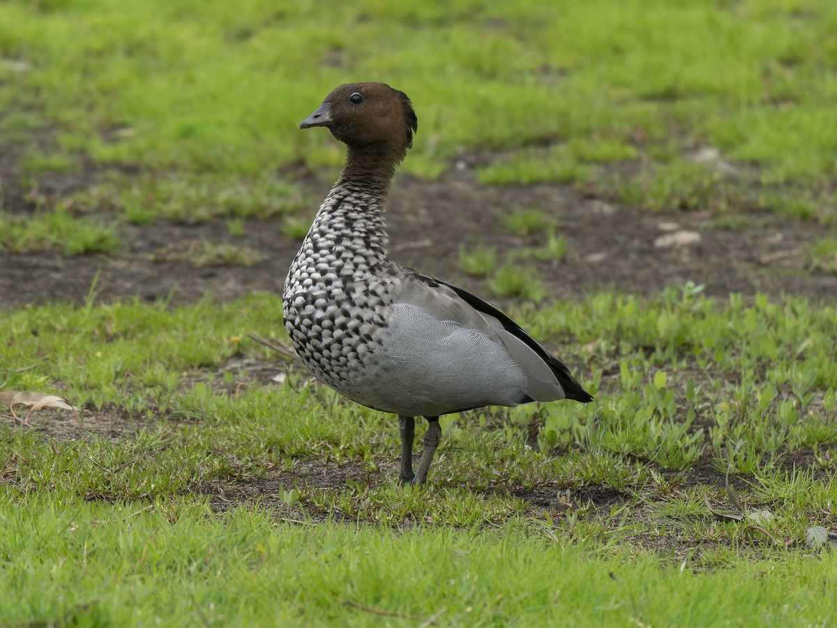 Maned Duck - ML623180468