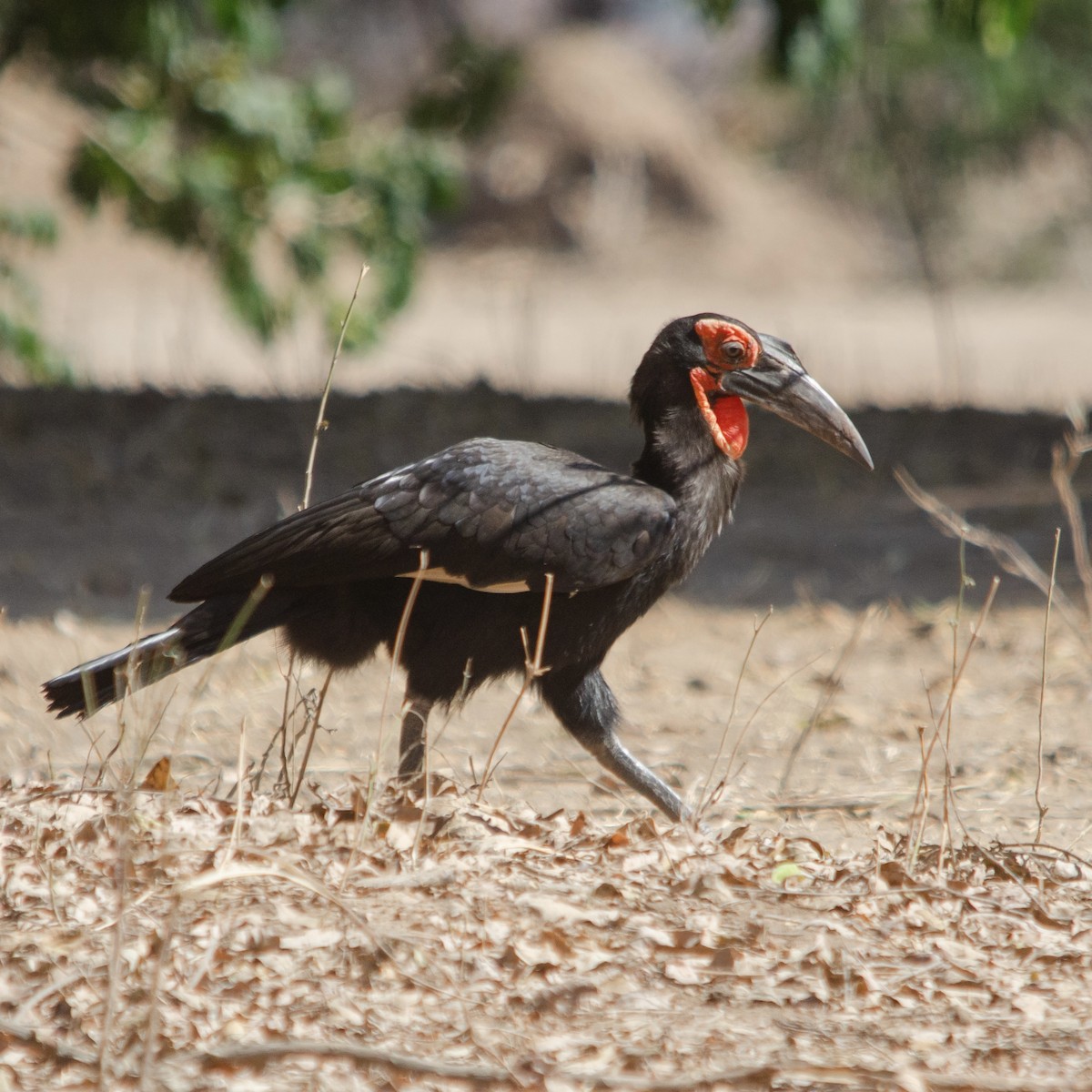 Southern Ground-Hornbill - Duwan Botha