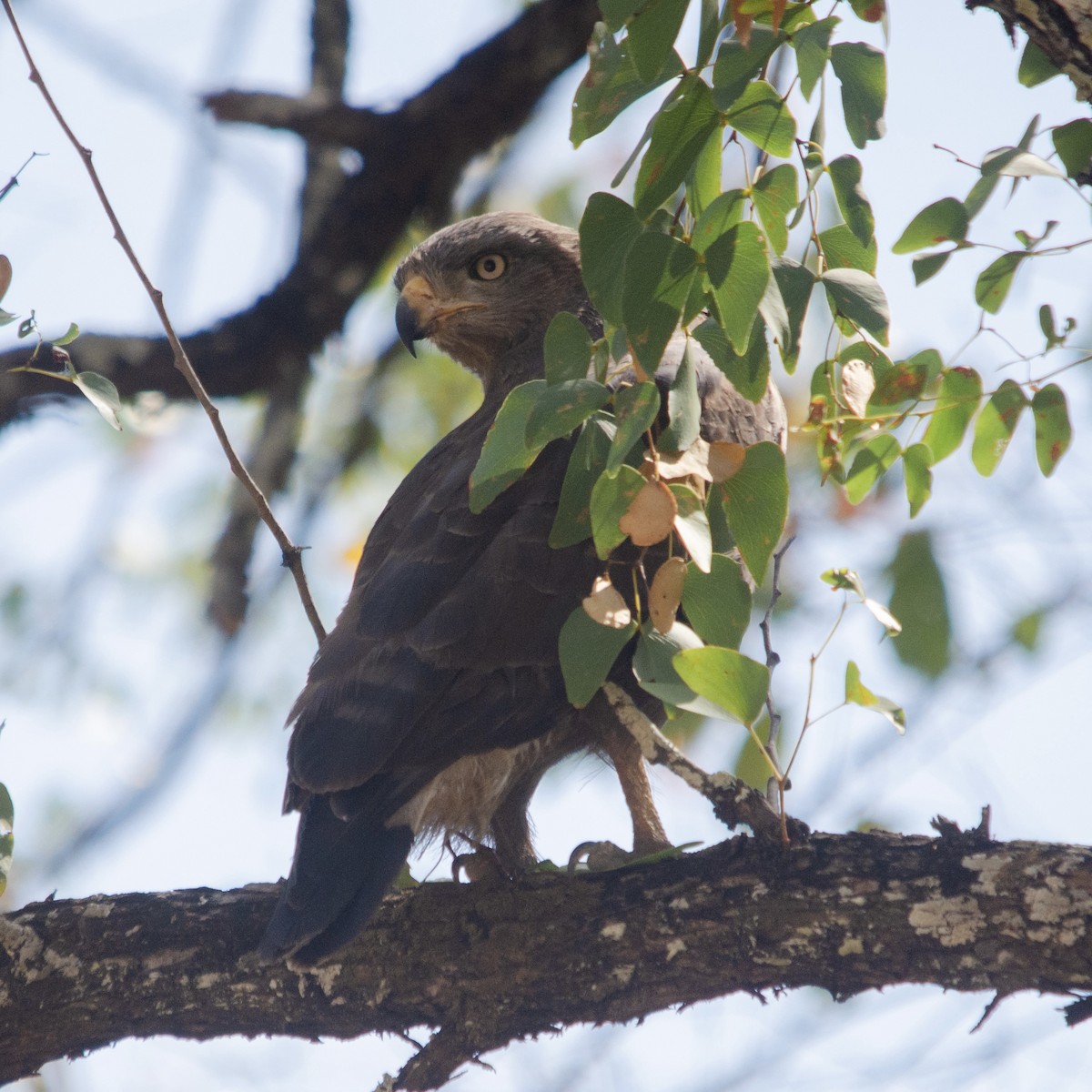 Banded Snake-Eagle - ML623180477