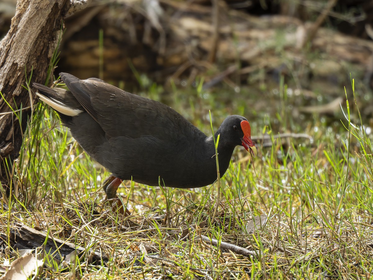 Dusky Moorhen - ML623180487