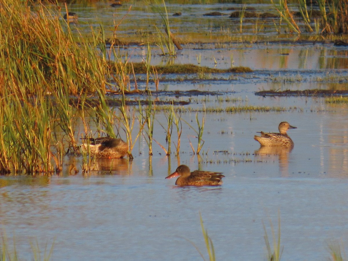 Northern Shoveler - ML623180502