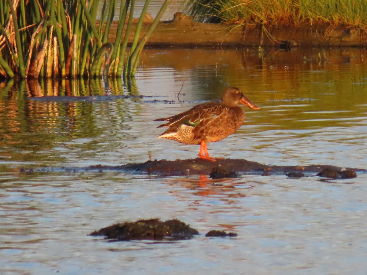 Northern Shoveler - ML623180503