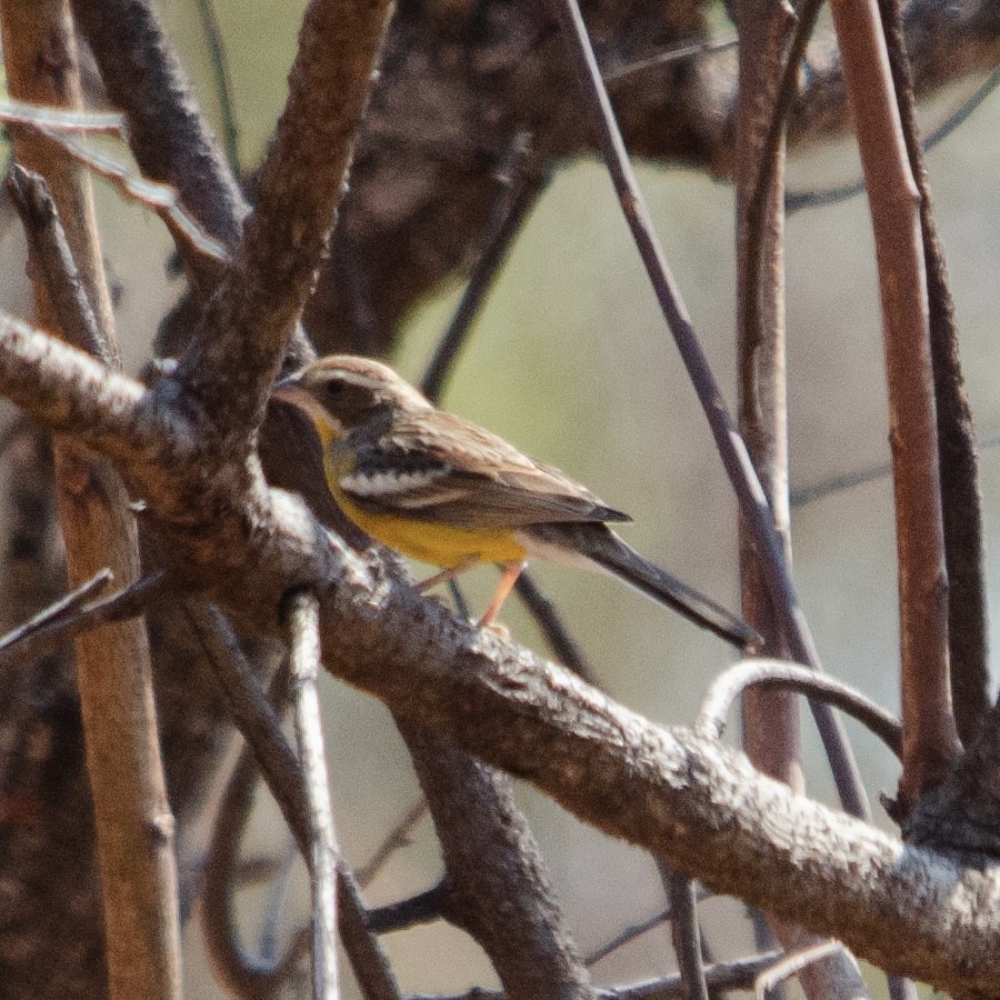 Cabanis's Bunting - ML623180558