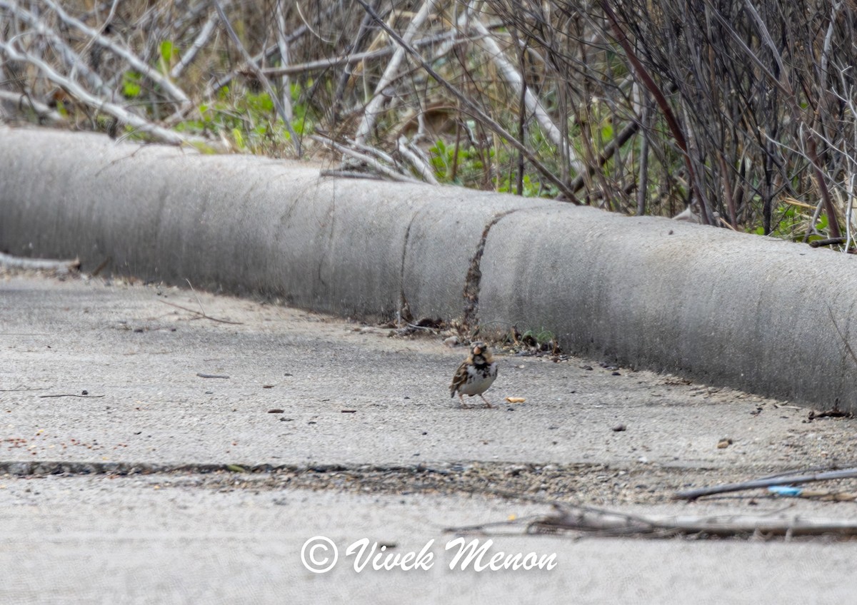 Harris's Sparrow - ML623180571