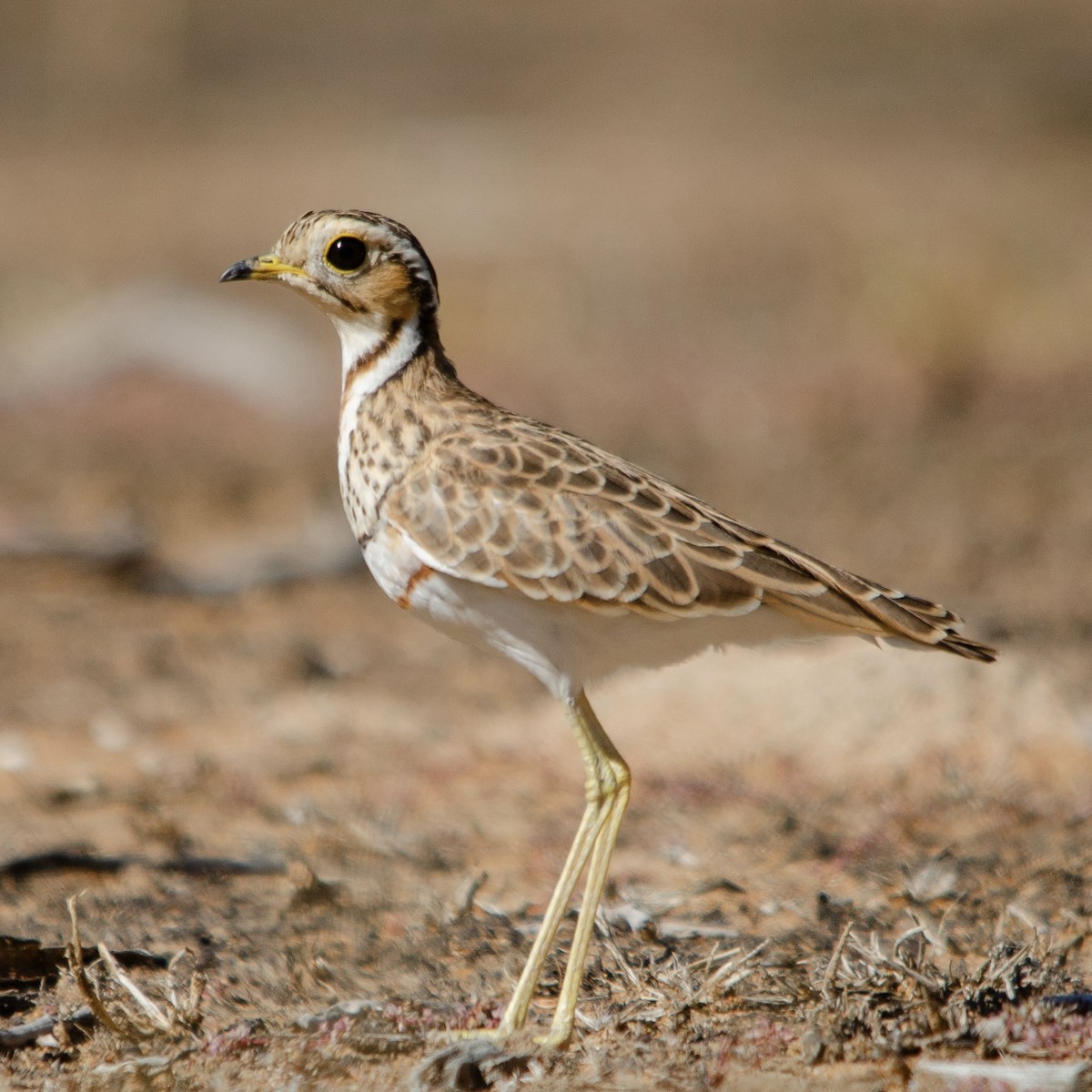 Three-banded Courser - ML623180581