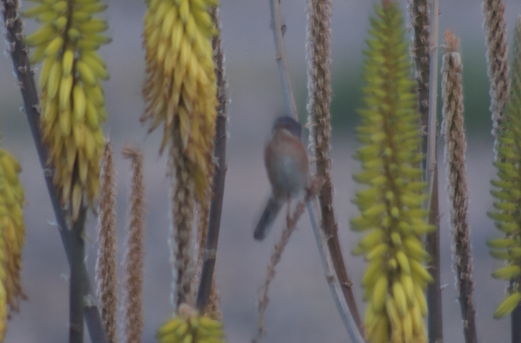 Western Subalpine Warbler - Angel Curbelo