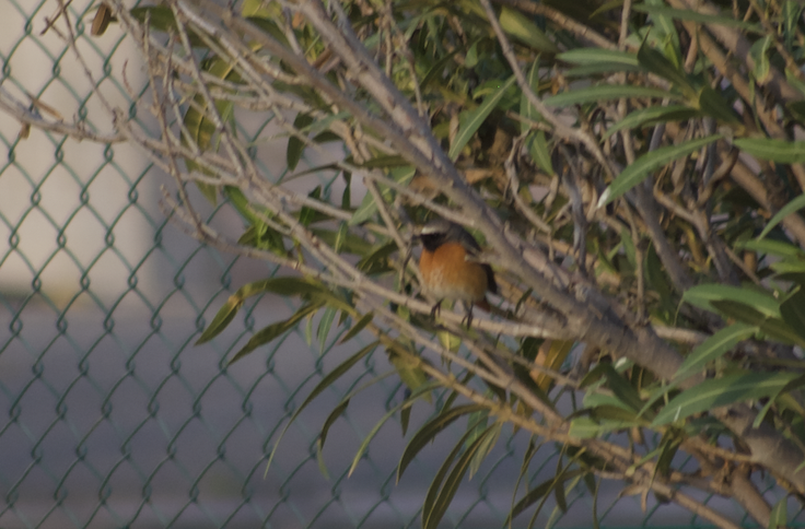 Common Redstart - ML623180589