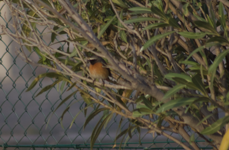 Common Redstart - ML623180590