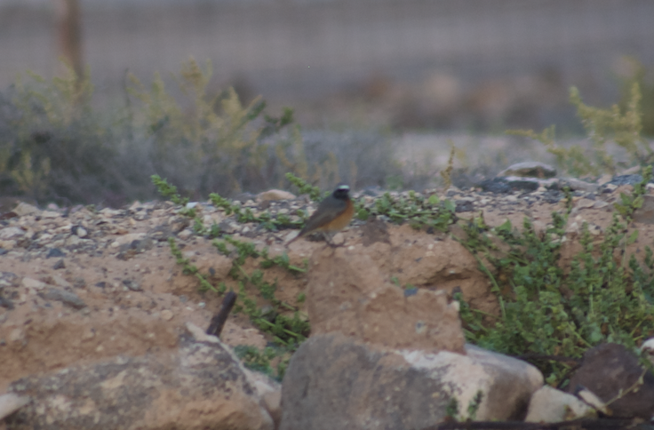 Common Redstart - ML623180591