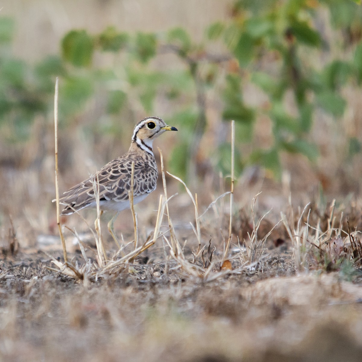 Three-banded Courser - ML623180593