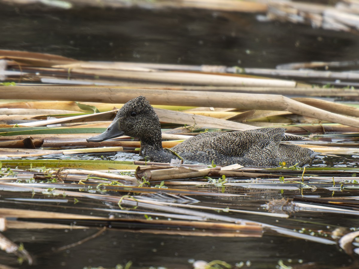 Freckled Duck - ML623180608