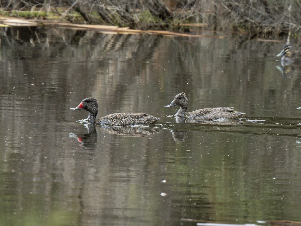 Freckled Duck - ML623180609