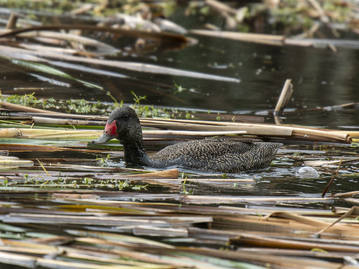 Freckled Duck - ML623180610