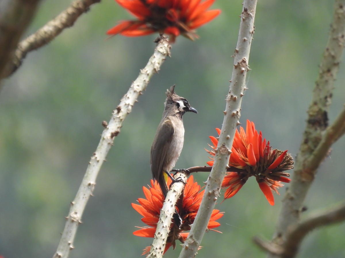 Himalayan Bulbul - ML623180616