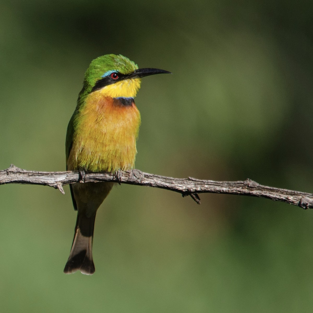 Little Bee-eater - ML623180622