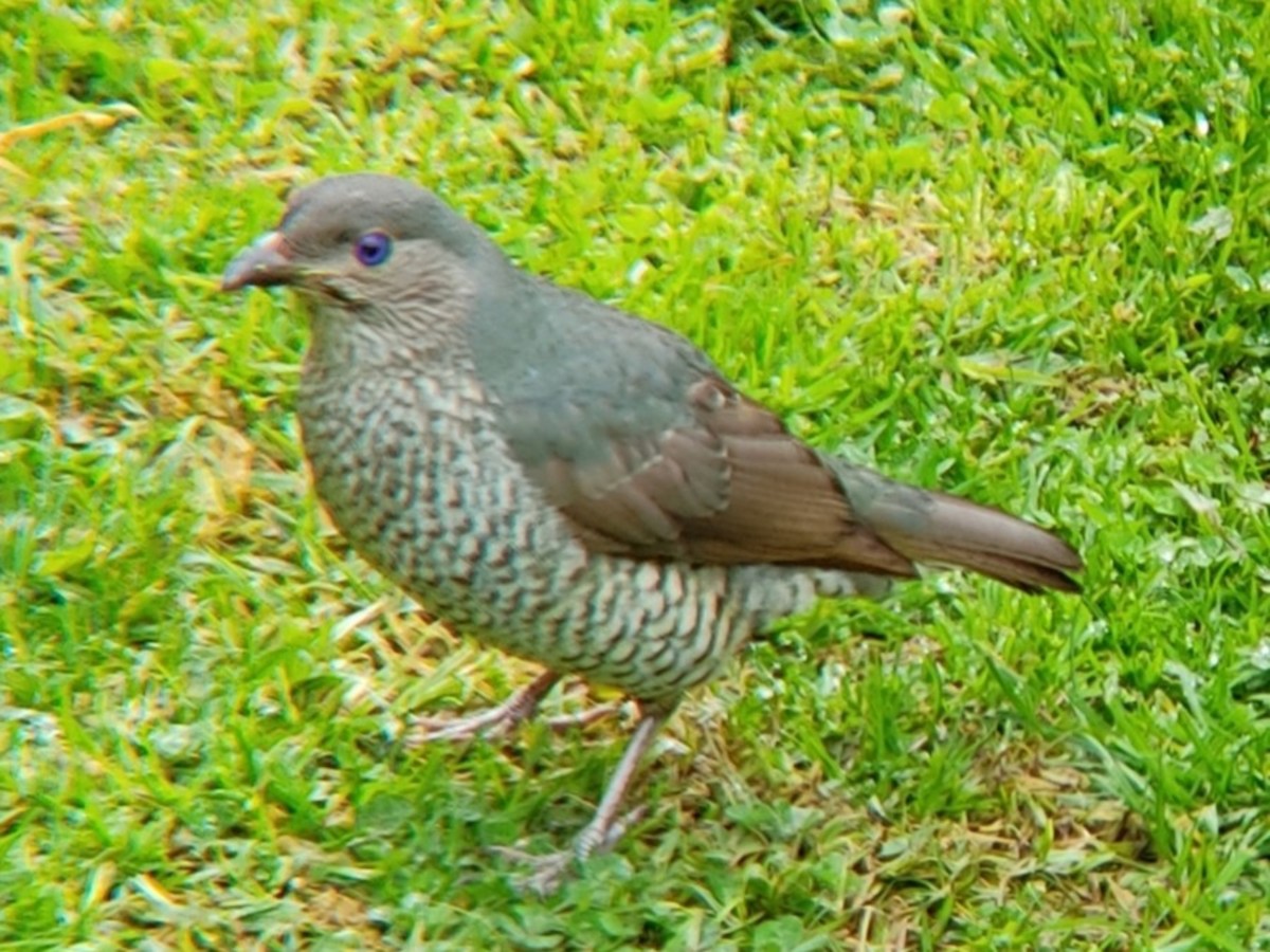 Satin Bowerbird - ML623180639