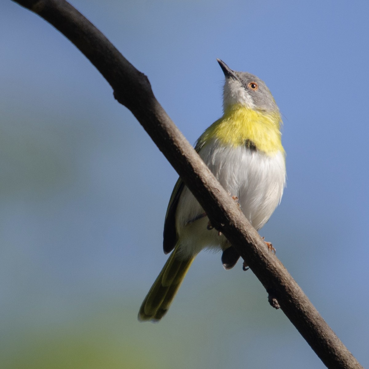 Yellow-breasted Apalis - ML623180640