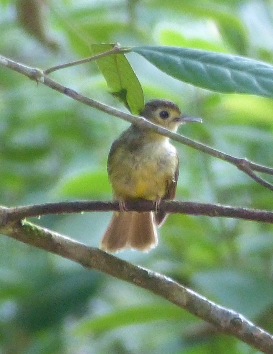 Hairy-backed Bulbul - ML623180647