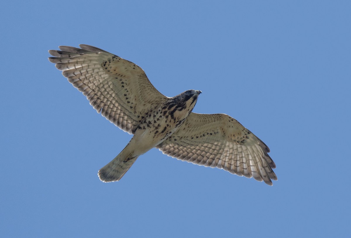 Broad-winged Hawk - ML623180655