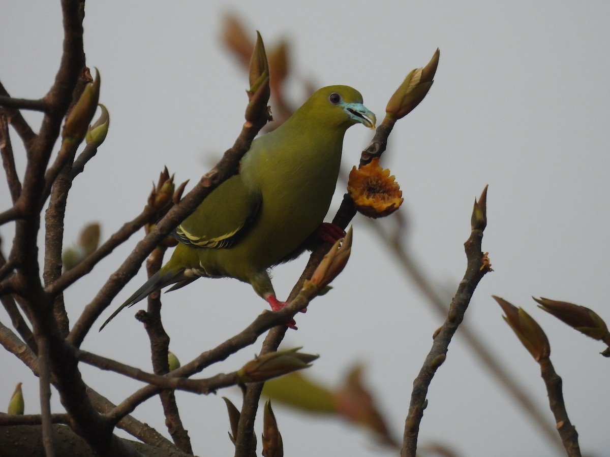 Pin-tailed Green-Pigeon - ML623180682