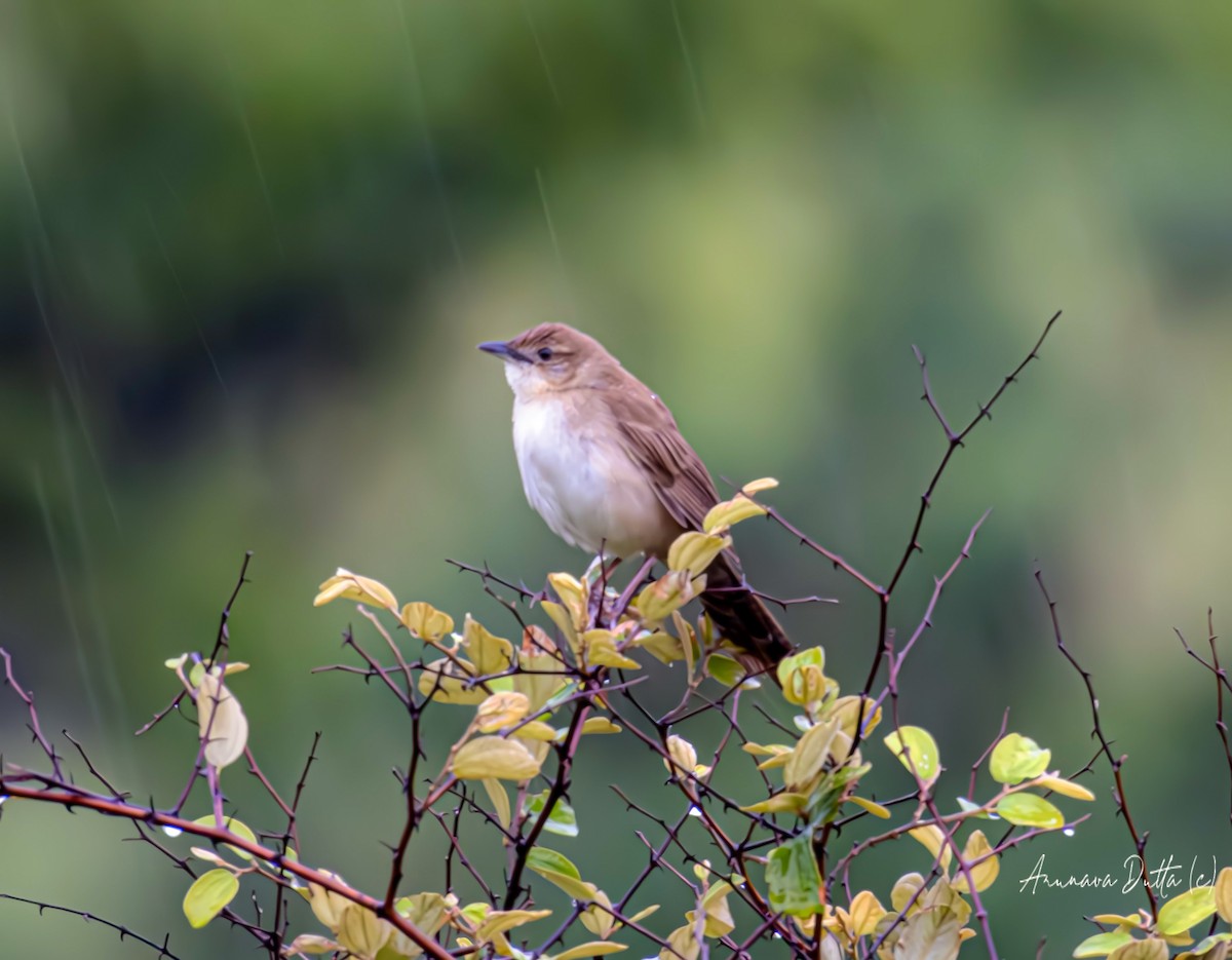 Broad-tailed Grassbird - ML623180689